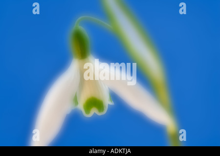 Snowdrop Galanthus magnete con Wilsonville rugiada Foto Stock