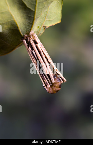 Bagworm moth psiche casta Larva in caso sulla foglia di quercia con bella fuori fuoco sfondo potton bedfordshire Foto Stock