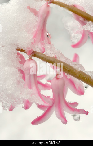 Giacinto Hyacinthus orientalis Lady Derby con ritardi di neve di primavera Foto Stock
