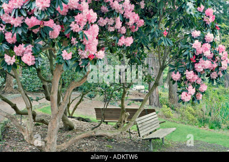 Fioritura di rododendri e panche Crystal Springs Rhododendron Garden Oregon Foto Stock