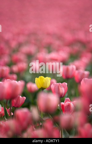 Campo di tulipani rosa con un tulipano giallo Mt Vernon Washington Foto Stock