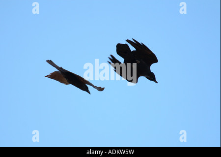 Una coppia di corvi giocando a mezz aria Foto Stock