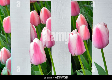 I tulipani letti con white Picket Fence display Roozengaarde giardino Mt Vernon Washington Foto Stock