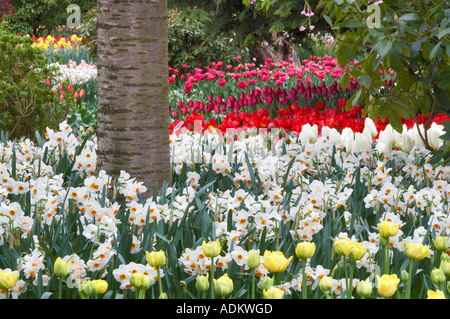 E Dafodil tulip letti display Roozengaarde giardino Mt Vernon Washington Foto Stock