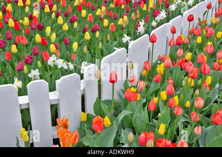 I tulipani letti con recinto bianco display Roozengaarde giardino Mt Vernon Washington Foto Stock