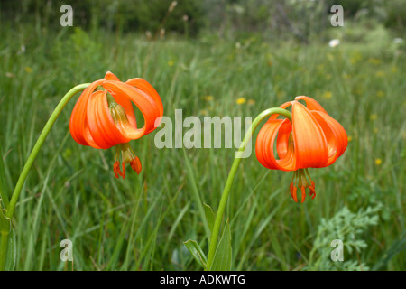 Due Gigli Carniolan su un alto Carso prato in nord montagne Dinariche, Slovenia Foto Stock