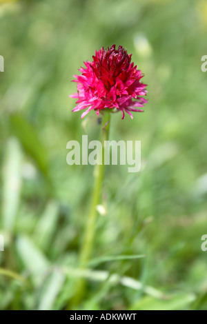 Mattone-giglio rosso sul plateau Sneznik nel nord montagne Dinariche, Slovenia Foto Stock