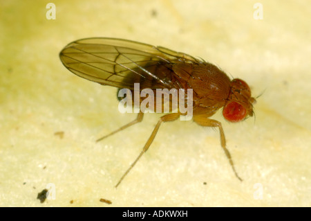Adulto mosca della frutta drosophila sp un genere utilizzato per esperimenti a causa del loro rapido ciclo di allevamento Foto Stock