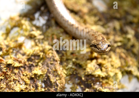 Smooth snake strisciando su moss in Kocevska nel nord montagne Dinariche, Slovenia Foto Stock