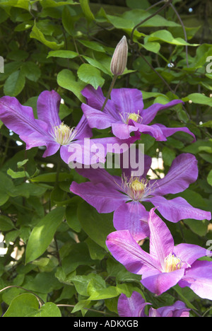 La clematide Elsa Spath crescente sul trellis UK Giugno Foto Stock