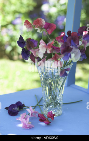 Piselli dolci sul rustico sedia blu nel giardino estivo REGNO UNITO Foto Stock