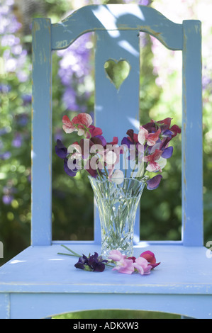 Piselli dolci sul rustico sedia blu nel giardino estivo UK GIUGNO Foto Stock