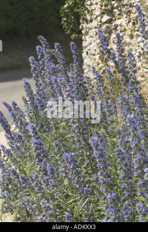 Le vipere Bugloss echium vulgare cresce su strada NORFOLK REGNO UNITO Giugno Foto Stock