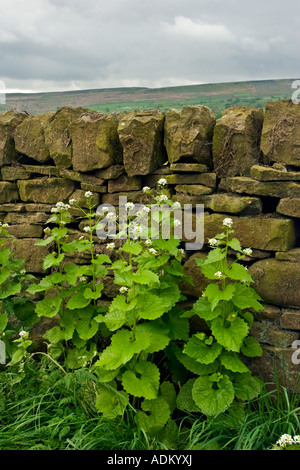 Alliaria petiolata, Jack da siepe su una banchina orlo Yorkshire Inghilterra Foto Stock