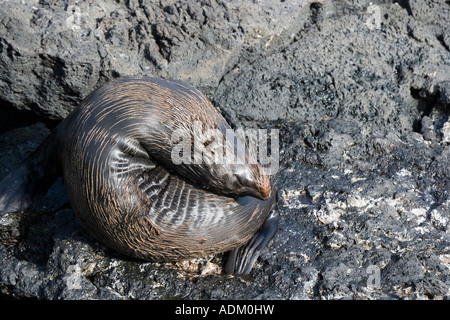 Fur Sea Lion Arctocephalus galapagoensis su Santiago Isola James Galapagos a Puerto Egas Foto Stock