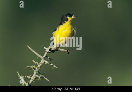 Minor Cardellino Carduelis psaltria maschio della contea di Starr Rio Grande Valley Texas USA Maggio 2002 Foto Stock