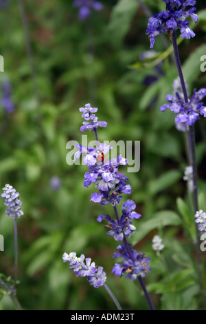 Ladybug su Blue Salvia Foto Stock