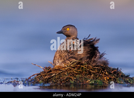 Almeno svasso Tachybaptus dominicus adulto sul nido con 1 giorno di età i giovani sul retro il lago di Corpus Christi Texas USA Giugno 2003 Foto Stock