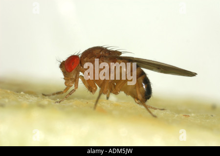 Adulto mosca della frutta Drosophila melanogaster un genere utilizzato per esperimenti a causa del loro rapido ciclo di allevamento Foto Stock