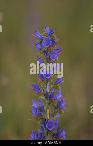 La Viper Bugloss (Echium vulgare) fiore spike Foto Stock