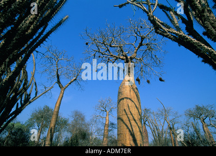 Alberi di baobab (Adansonia sp.) nel deserto spinoso vicino Ifaty, Madagascar meridionale Foto Stock