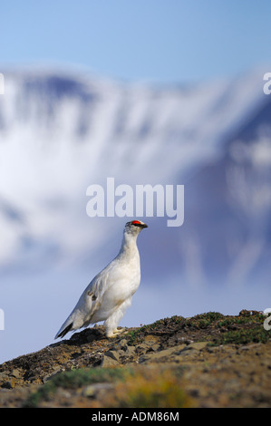 Svalbard la pernice bianca nel suo ambiente lagopus muta hyperborea Foto Stock