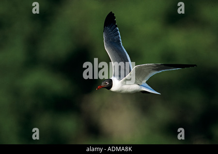 Ridendo Gull Larus atricilla adulto in volo Cameron County Rio Grande Valley Texas USA Maggio 2004 Foto Stock