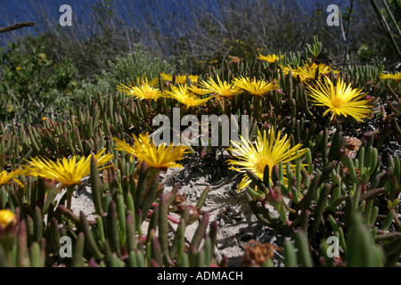 Wild fiori di primavera - succulenta Aizoaceae Cheiridopsis - sulla costa occidentale del Sud Africa. Foto Stock