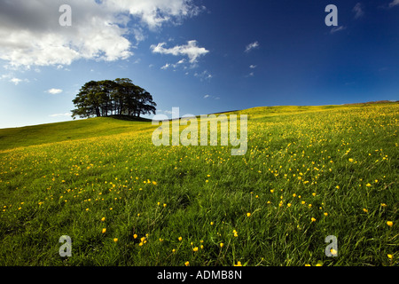 Un ranuncolo collina coperta in una molla in inglese Foto Stock