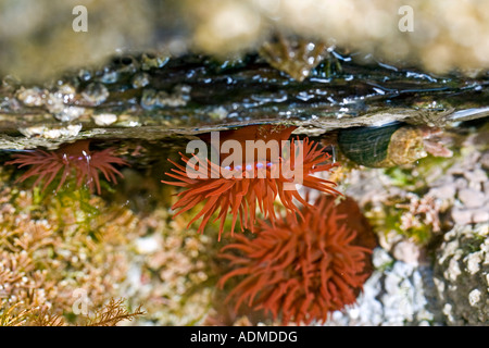 Actinia equina, beadlet anemone in un Cornish rockpool Foto Stock