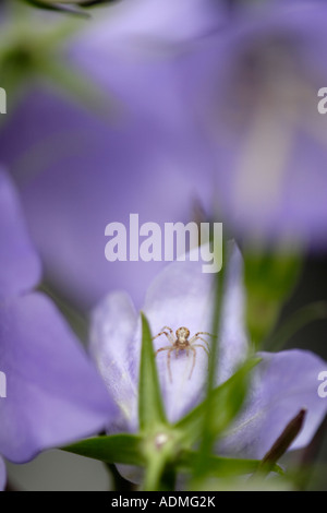 Spider in seduta bluebells (campanula) Foto Stock