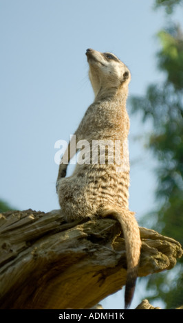 Meerkat appollaiato sul registro alto guardando fuori nel cielo blu verticale Foto Stock