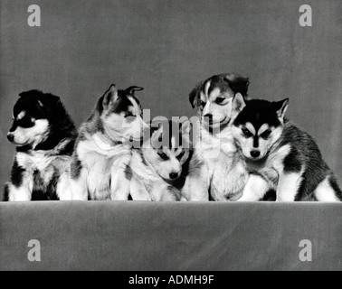 Cinque Siberian Husky cuccioli celebrare la loro ottava settimana in un allegro simpatico incontro in una foto in bianco e nero Foto Stock