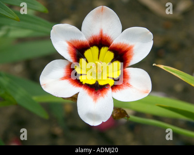 SPARAXIS wandflower tricolore zigeunerblume Sud Africa Boxthorn africana Foto Stock