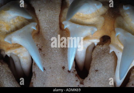 Smeriglio, Sgombro Squali (Lamna nasus), dettaglio di denti Foto Stock