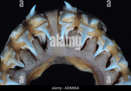 Smeriglio, Sgombro Squali (Lamna nasus), dettaglio di denti Foto Stock