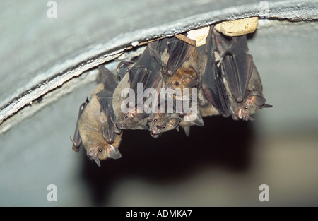 Seba di breve-tailed bat (Carollia perspillicata), sei individui appesi al soffitto, Brasile, Pantanal Foto Stock