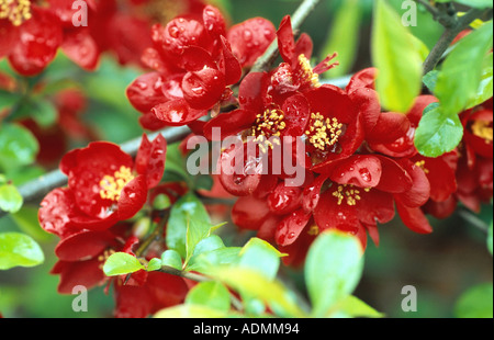 Cotogno giapponese (Chaenomeles japonica, Choenomeles japonica), fioritura Foto Stock