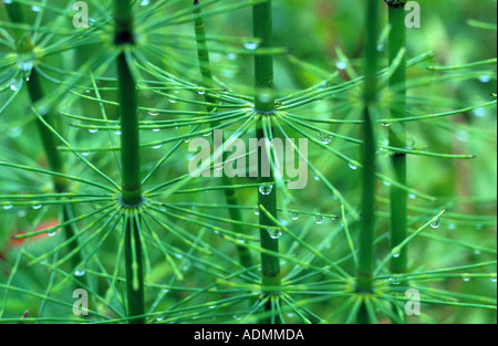 Equiseto gigante (Equisetum giganteum) Foto Stock