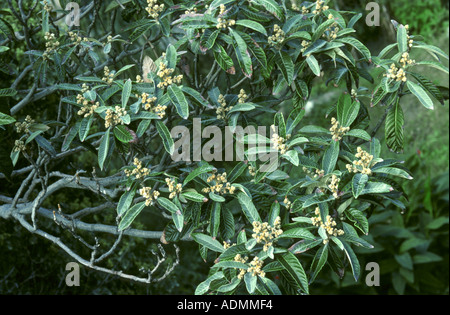 Nespole del Giappone, giapponese prugna (Eriobotrya japonica), fioritura Foto Stock