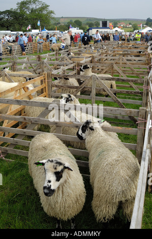 Pecore a Danby mostrano, North York Moors, North Yorkshire, Inghilterra Foto Stock