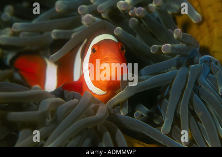 Un falso clownfish, Amphiprion ocellaris, coccole in i tentacoli della sua anemone host su una barriera corallina in Indonesia. Foto Stock