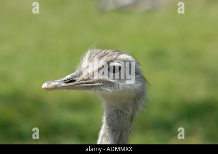 Struzzo al Port Lympne Wild Animal Park, Kent, Inghilterra Foto Stock