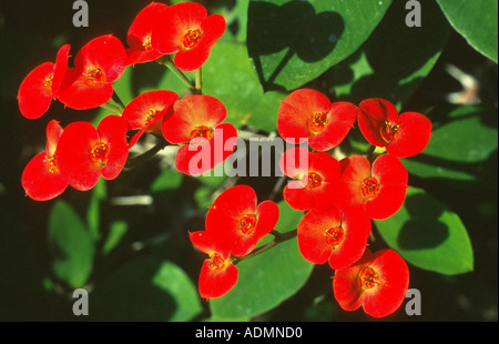 La corona di spine di Cristo (vegetali di Euphorbia milii), infiorescenze Foto Stock