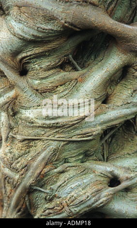 Strangler fig (Ficus aurea), corteccia Foto Stock