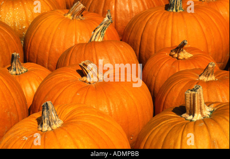 Zucca (Cucurbita spec.), massa di verdure, caduta, Zuercher bernese, Seegraeben Foto Stock