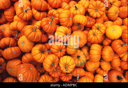 Zucca (Cucurbita spec.), massa di verdure, caduta, Svizzera, Zuercher bernese, Seegraeben Foto Stock