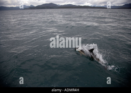 Delfini comuni giocare davanti a una barca al largo della costa occidentale della Scozia. Foto Stock