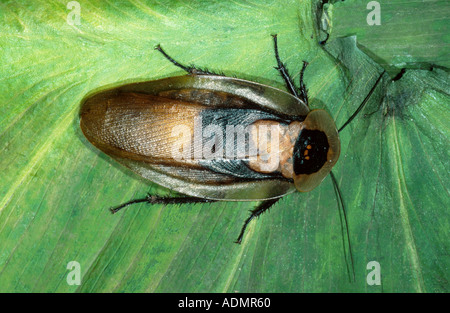 Scarafaggio brasiliano (Blaberus giganteus), seduti su una foglia di banano Foto Stock