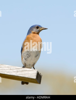 Maschio Bluebird Orientale, Sialia sialis, appollaiato su un nido in legno box. Oklahoma, Stati Uniti d'America . Foto Stock